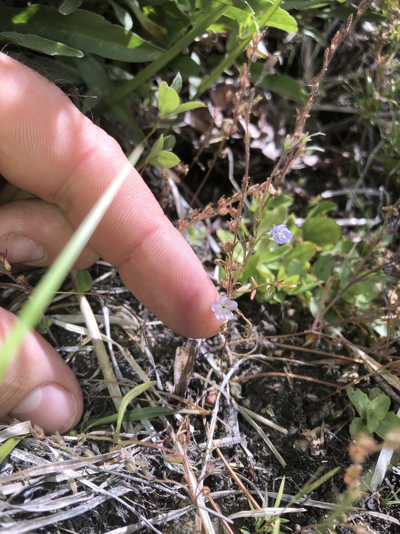 Siskiyou Phacelia photo 4