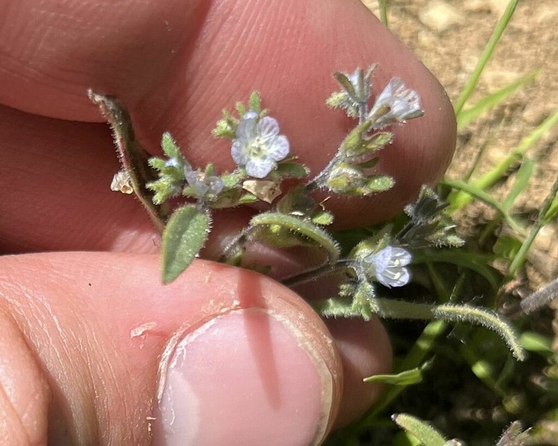 Siskiyou Phacelia photo 5