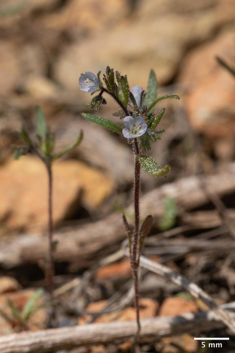 Siskiyou Phacelia photo 6