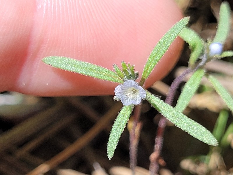 Siskiyou Phacelia photo 7