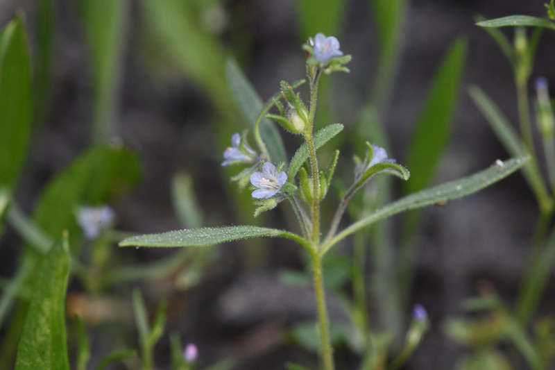 Siskiyou Phacelia photo 8