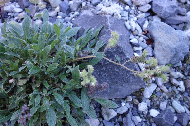 Narrowsepal Phacelia photo 2