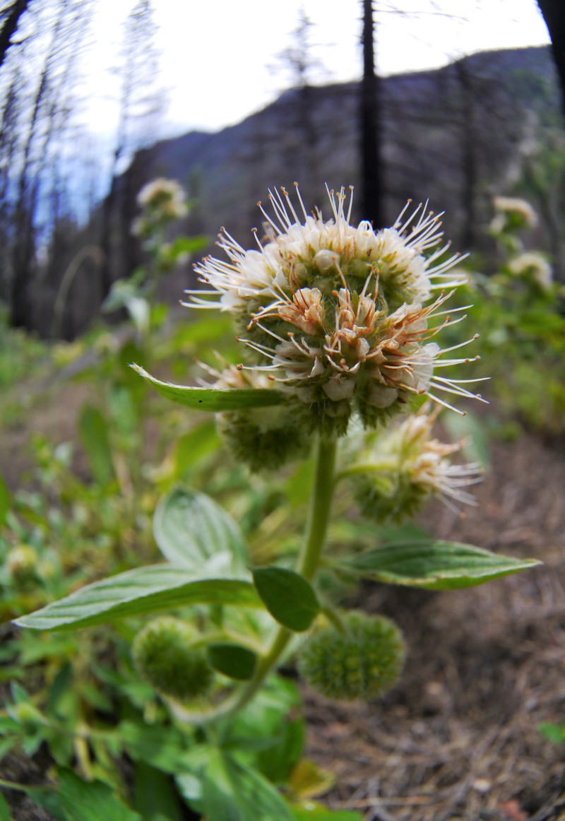 Narrowsepal Phacelia photo 3