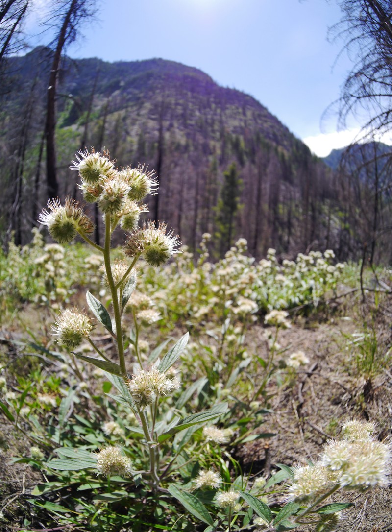 Narrowsepal Phacelia photo 4