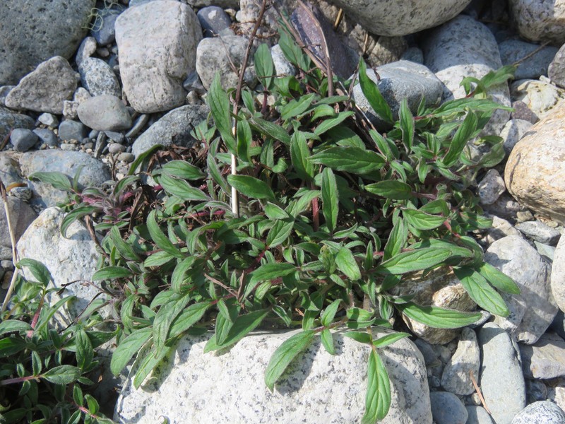 Narrowsepal Phacelia