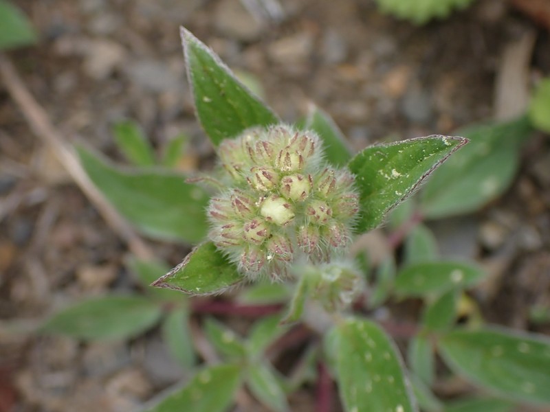 Narrowsepal Phacelia photo 2