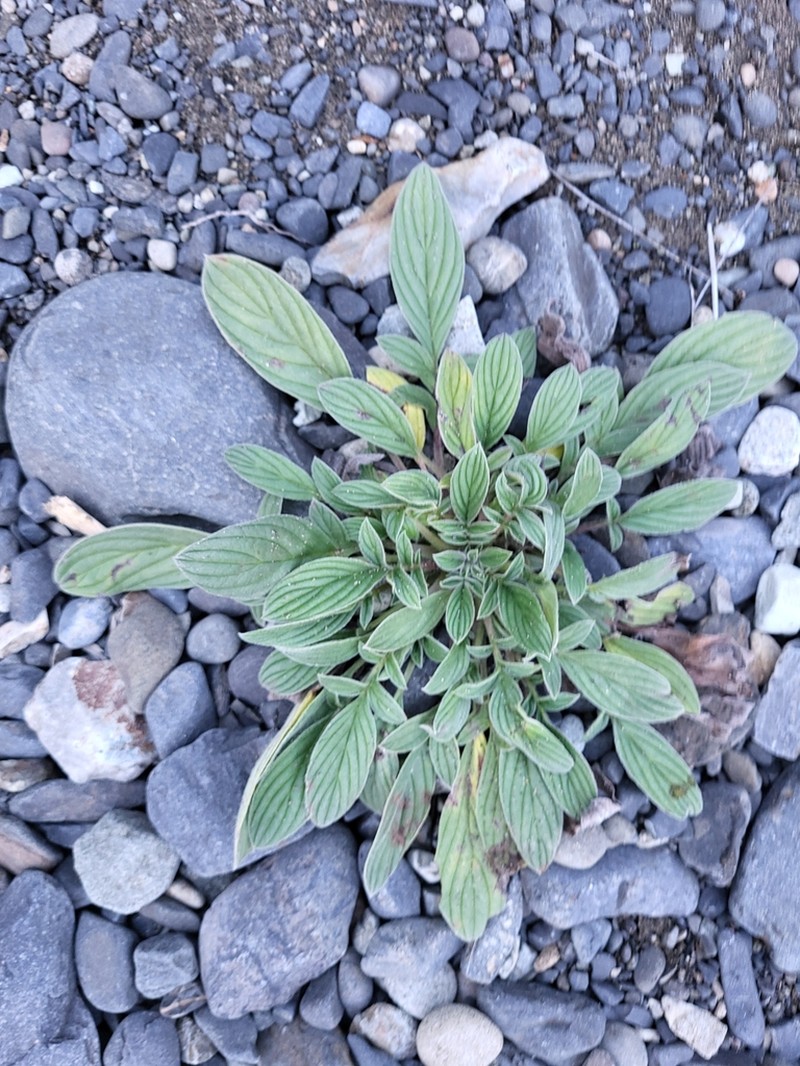 Narrowsepal Phacelia photo 3