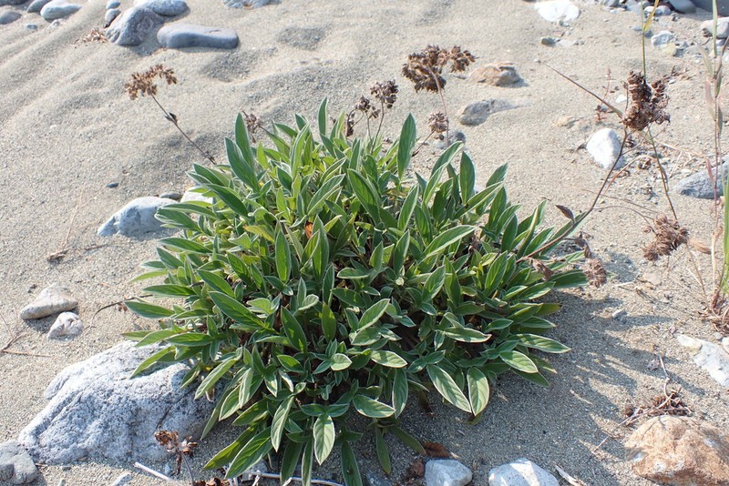 Narrowsepal Phacelia photo 4