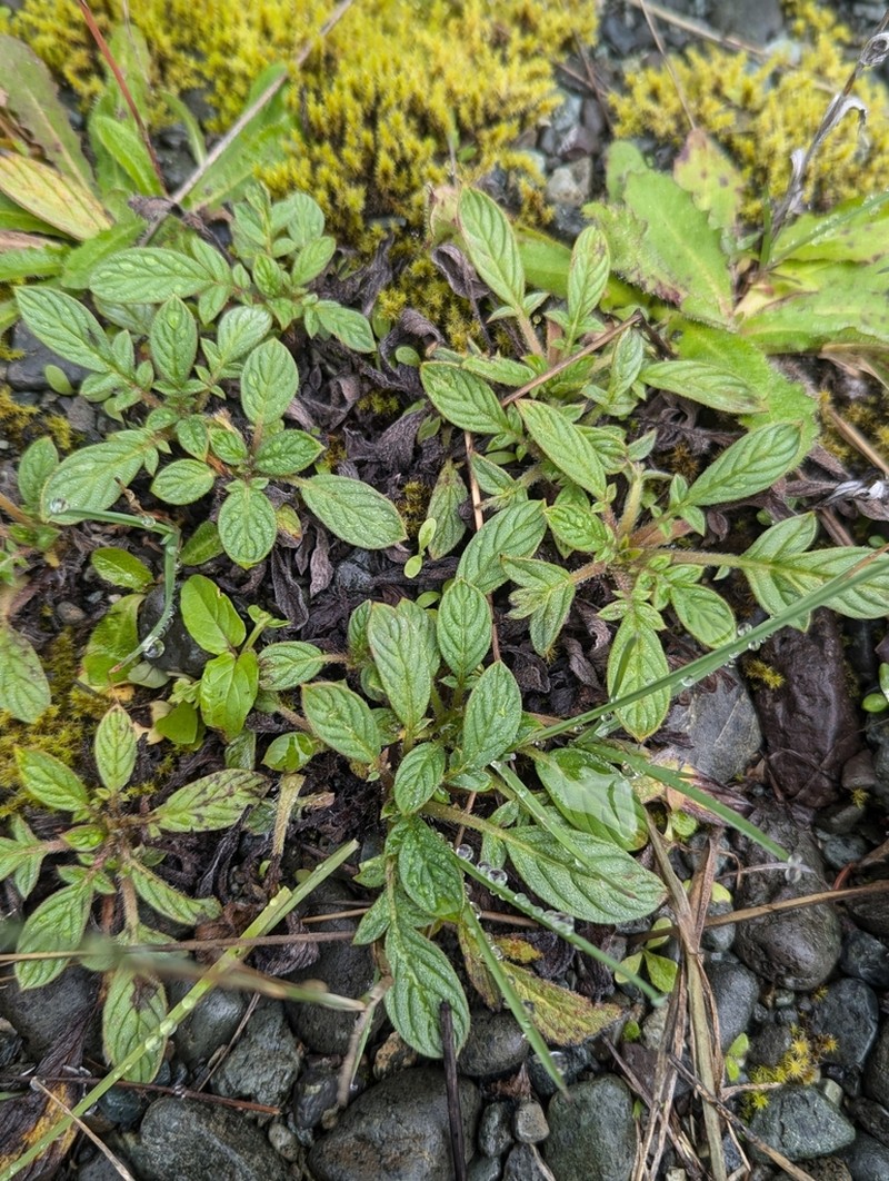 Narrowsepal Phacelia photo 5