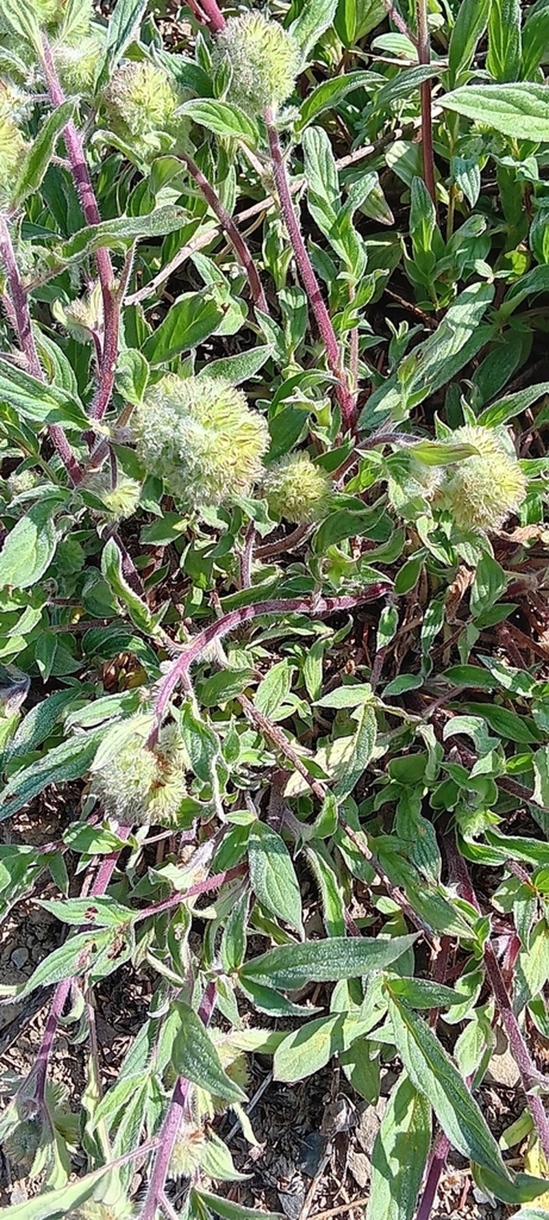 Narrowsepal Phacelia photo 6