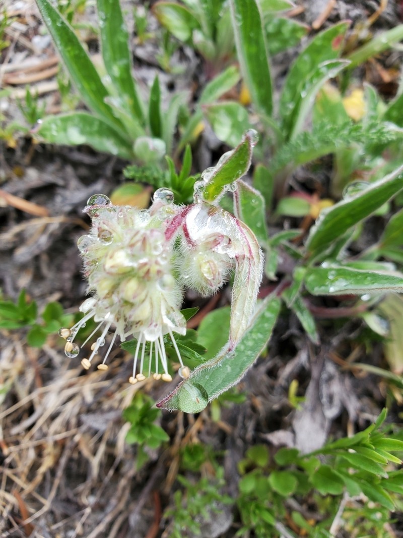 Narrowsepal Phacelia photo 7