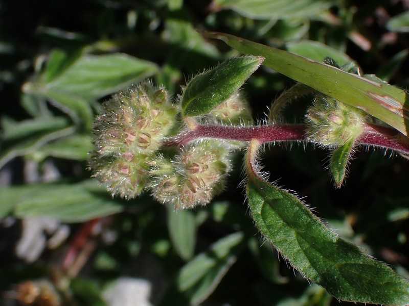 Narrowsepal Phacelia photo 8