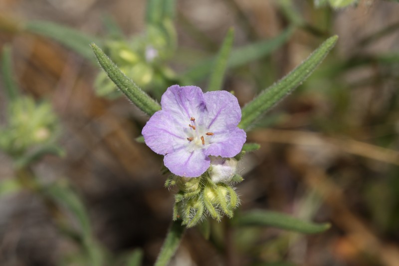 Threadleaf Phacelia
