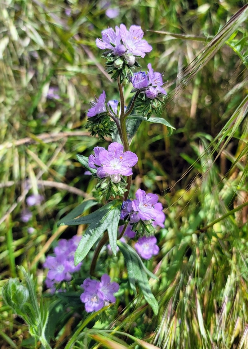 Threadleaf Phacelia photo 2