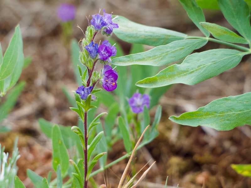 Threadleaf Phacelia photo 3