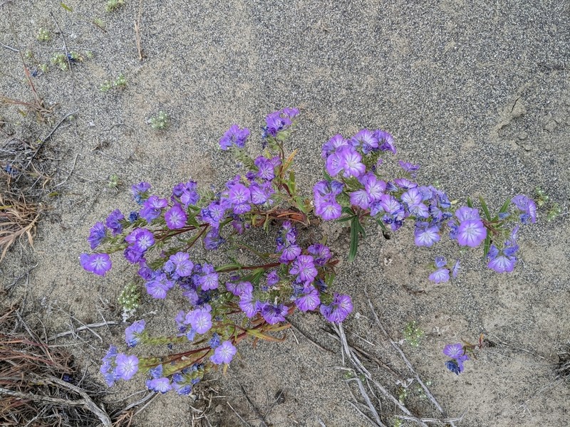 Threadleaf Phacelia photo 4