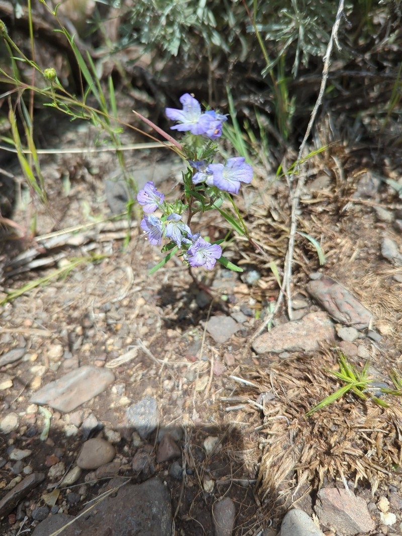 Threadleaf Phacelia photo 5