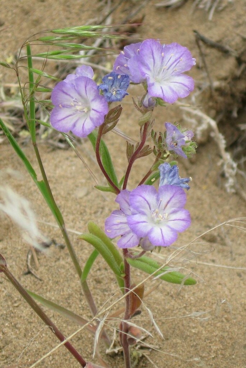 Threadleaf Phacelia photo 6