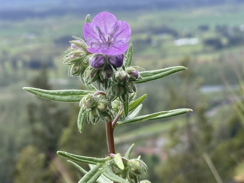 Threadleaf Phacelia photo 7