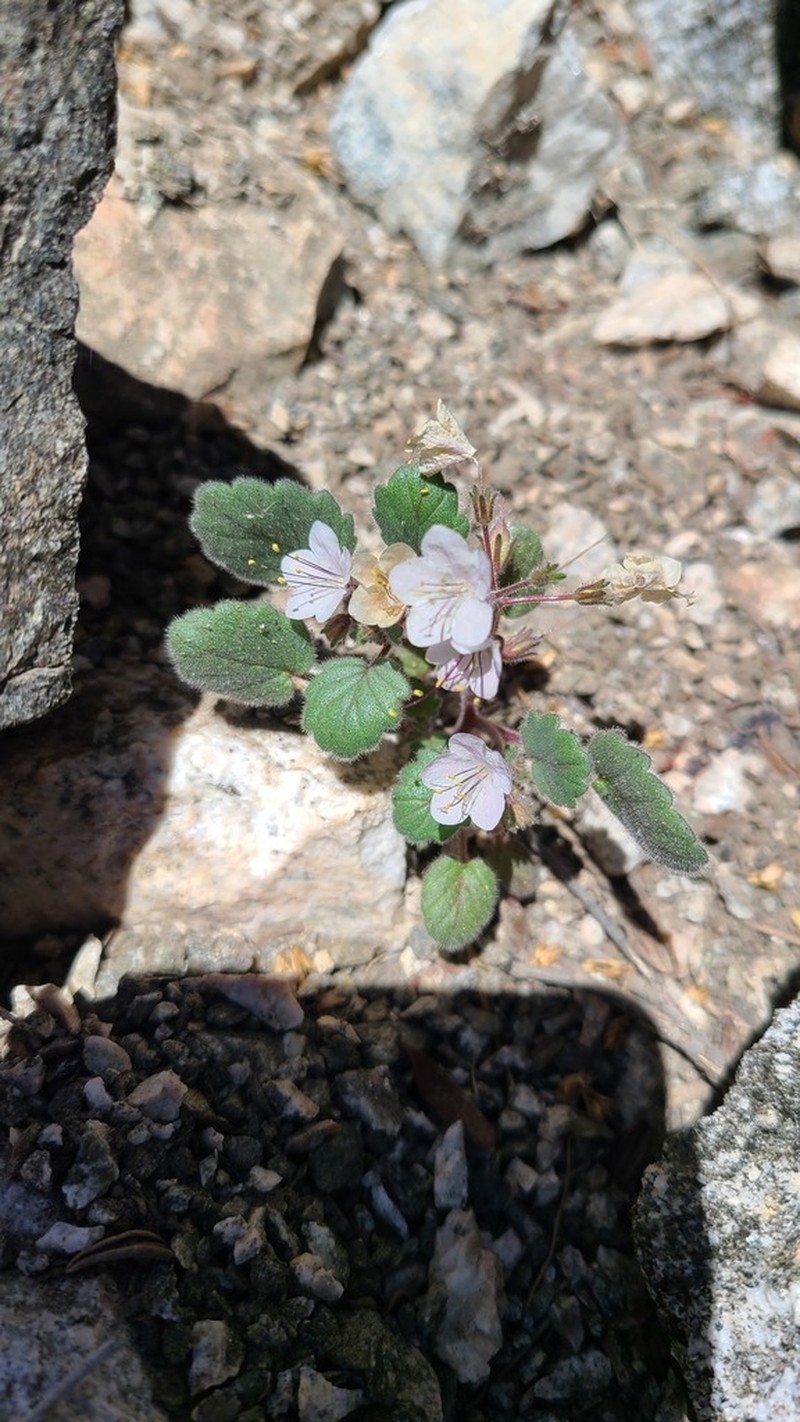Longstalk Phacelia