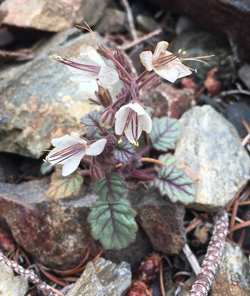 Longstalk Phacelia photo 2