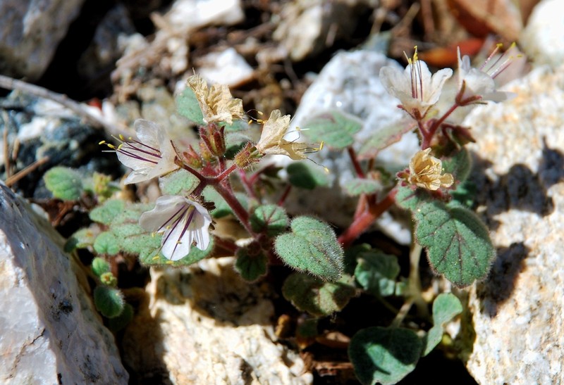 Longstalk Phacelia photo 3