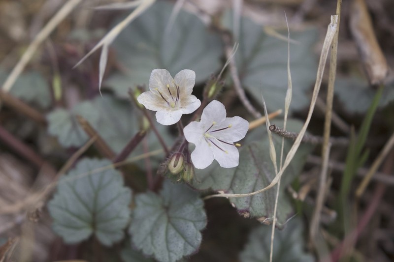 Longstalk Phacelia photo 4