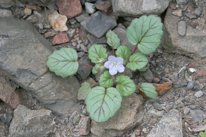 Longstalk Phacelia photo 5