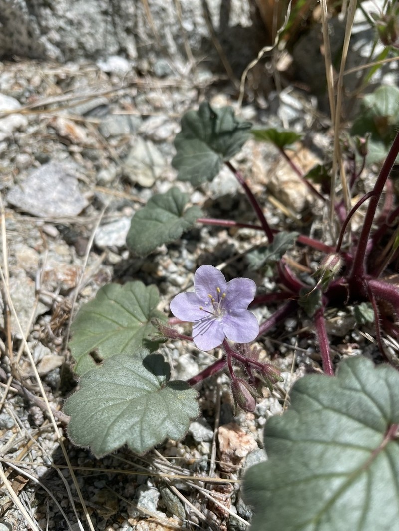Longstalk Phacelia photo 6