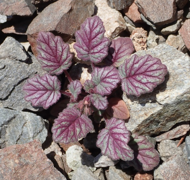 Longstalk Phacelia photo 7