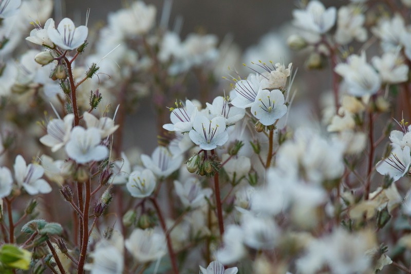 Longstalk Phacelia photo 8
