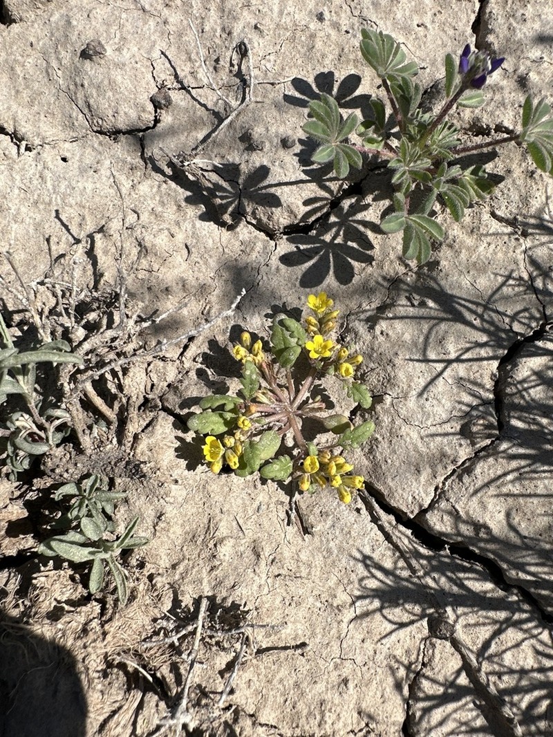 Yellow Phacelia