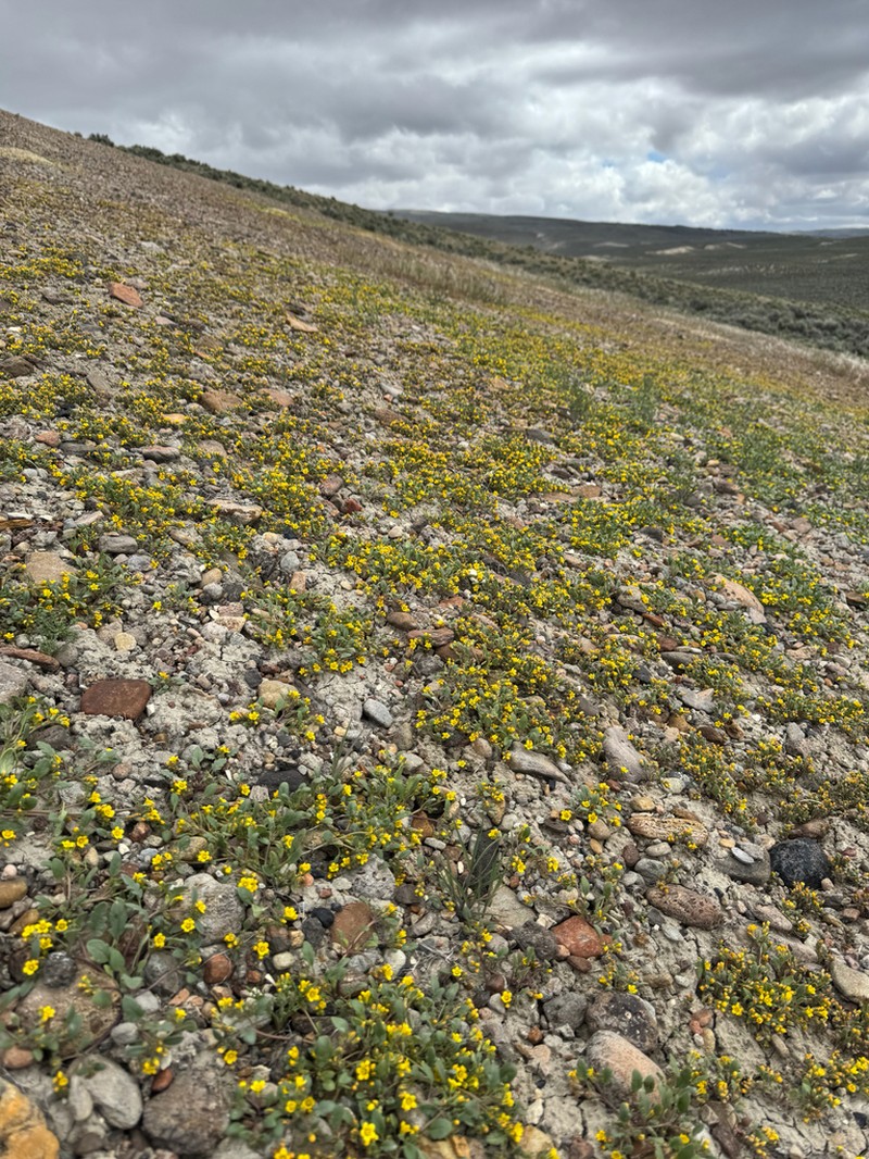 Yellow Phacelia photo 2