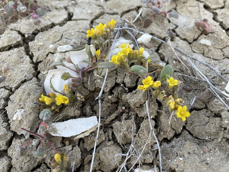 Yellow Phacelia photo 3