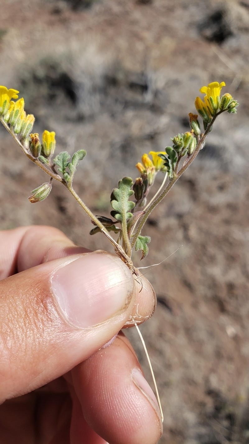 Yellow Phacelia photo 4