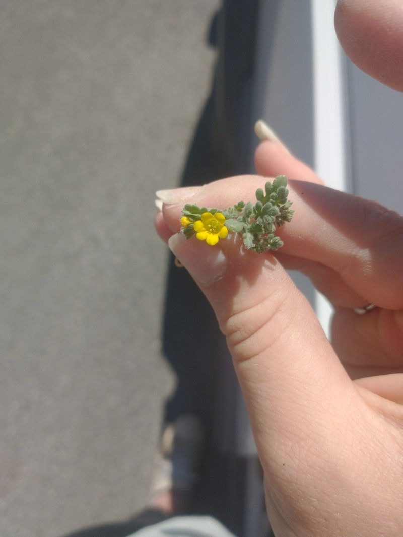 Yellow Phacelia photo 5