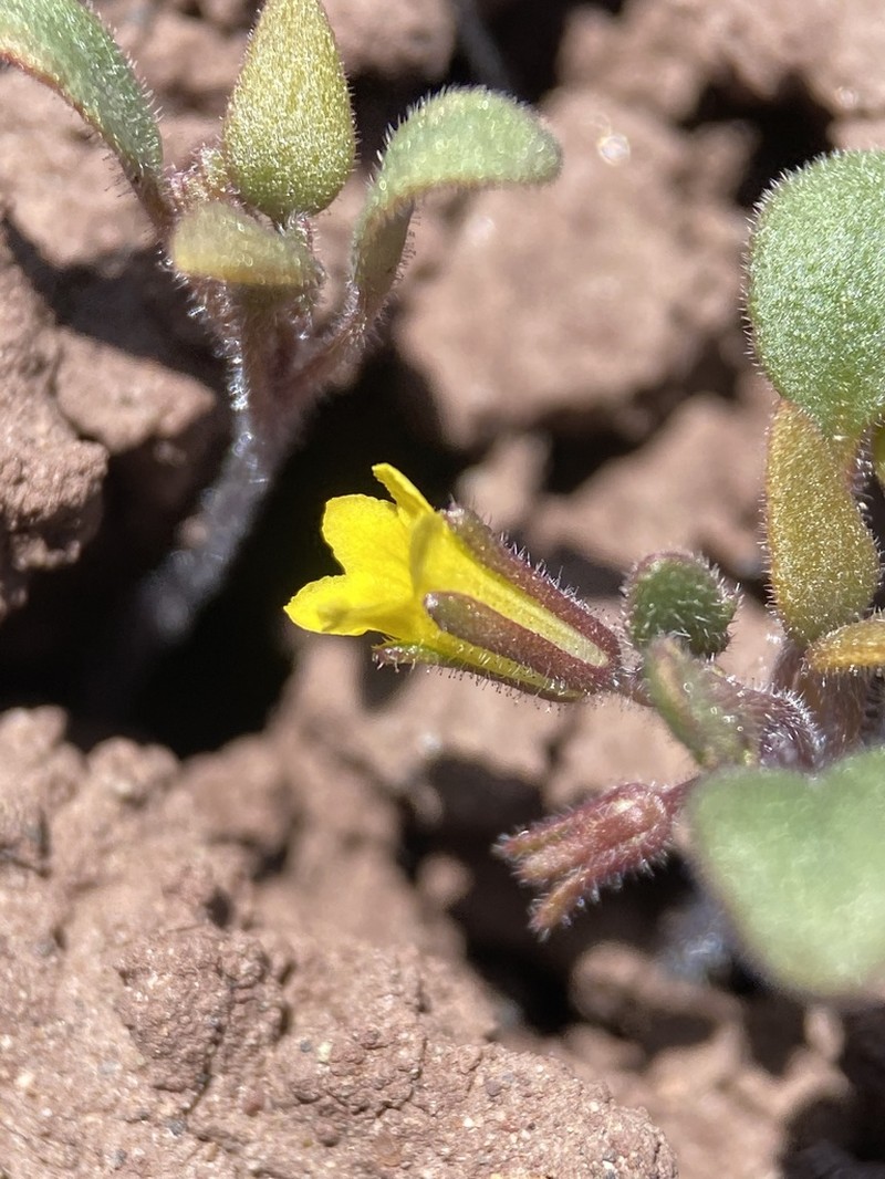 Yellow Phacelia photo 6