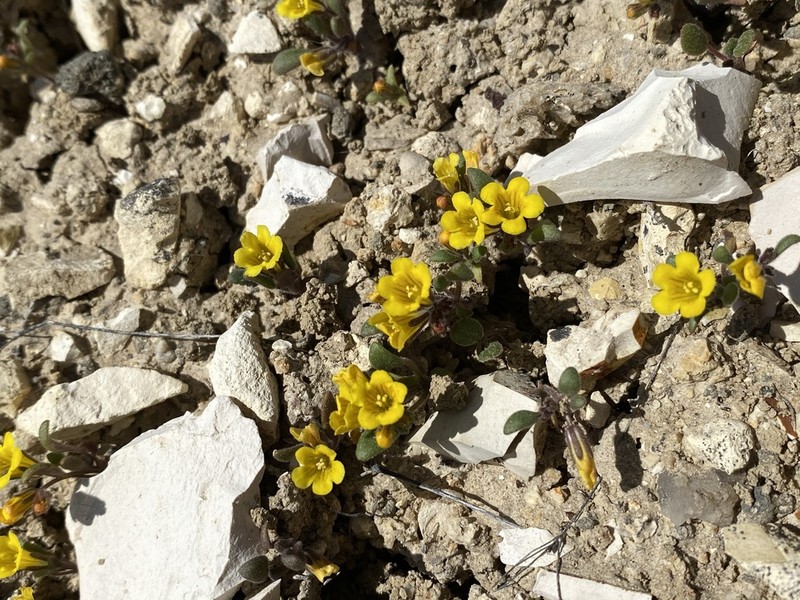 Yellow Phacelia photo 7