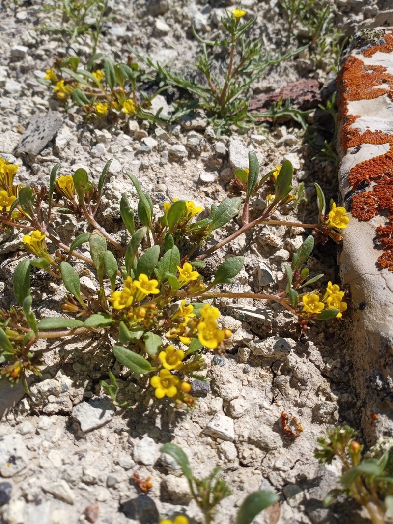 Yellow Phacelia photo 8