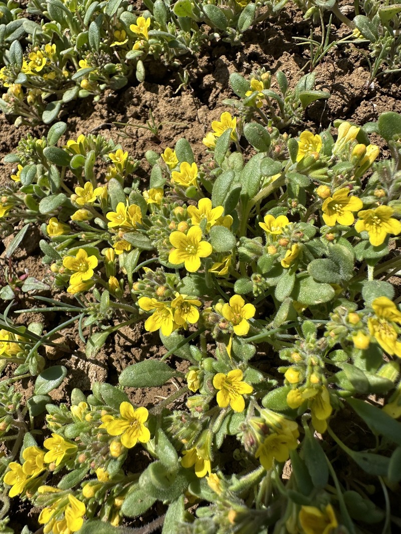 Phacelia lutea var. calva