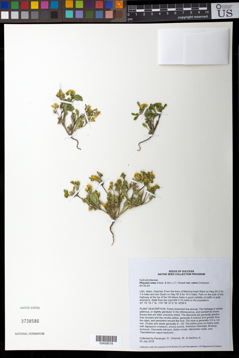 Phacelia lutea var. calva photo 3