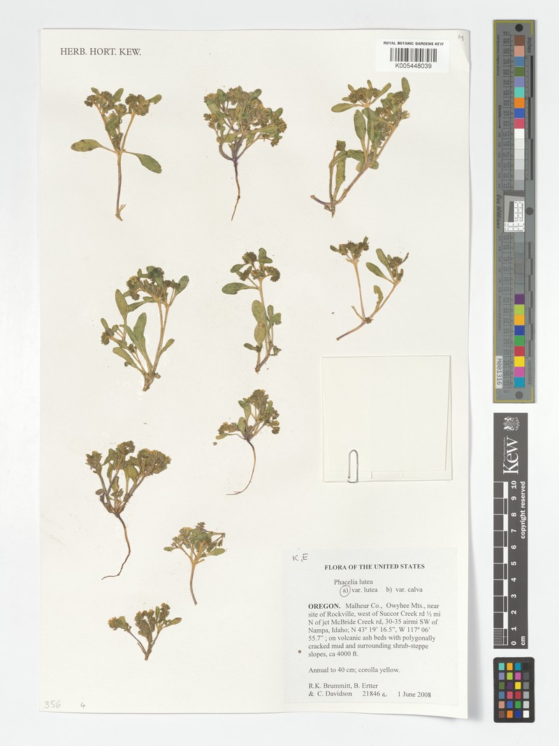 Phacelia lutea var. calva photo 4