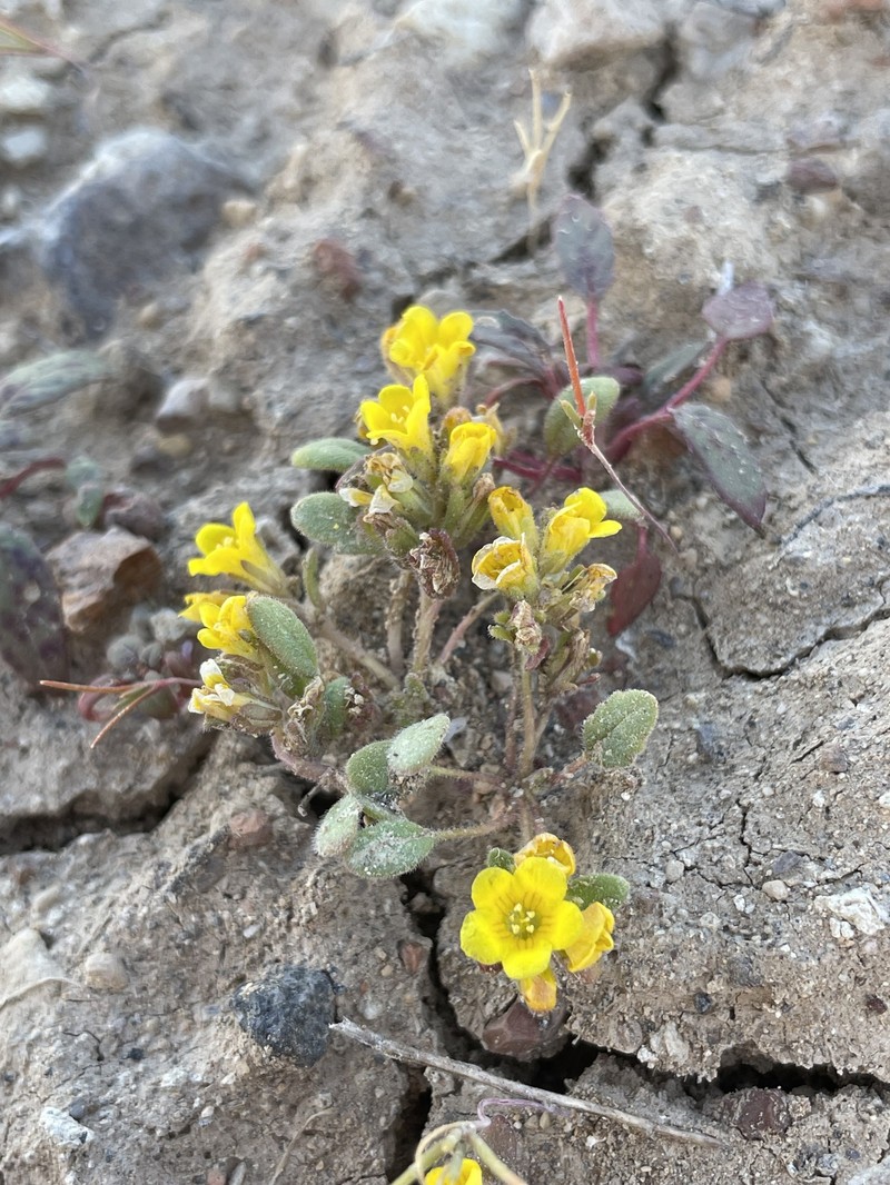 Phacelia lutea var. lutea