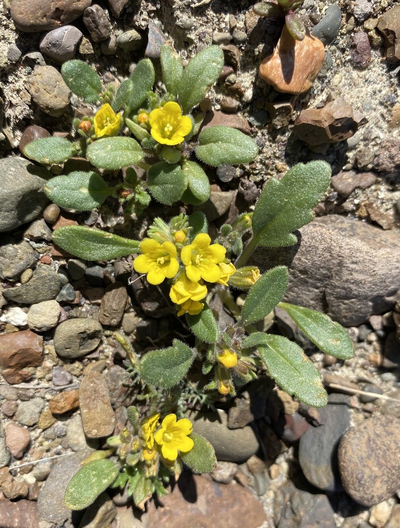 Phacelia lutea var. lutea photo 3