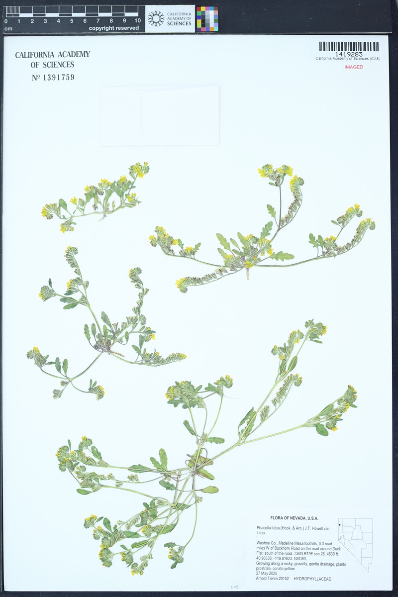 Phacelia lutea var. lutea photo 4