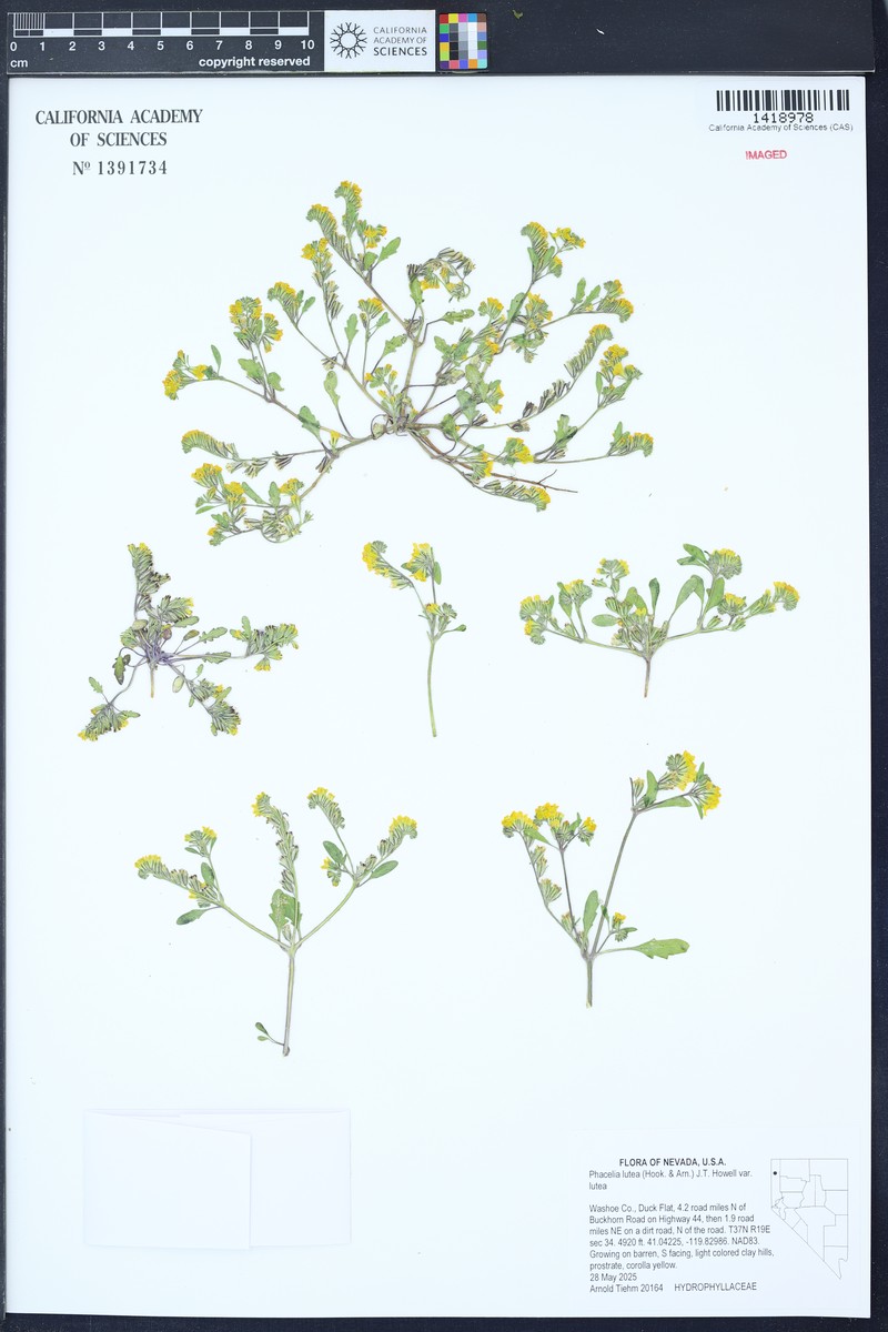 Phacelia lutea var. lutea photo 5