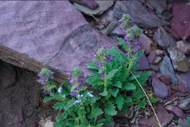 Alpine Phacelia photo 4