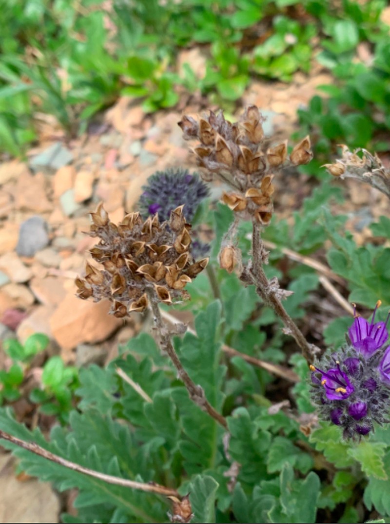 Alpine Phacelia photo 5