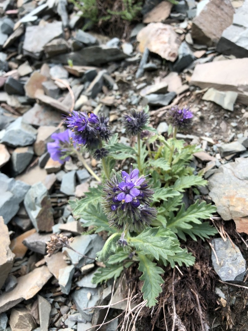 Alpine Phacelia photo 4