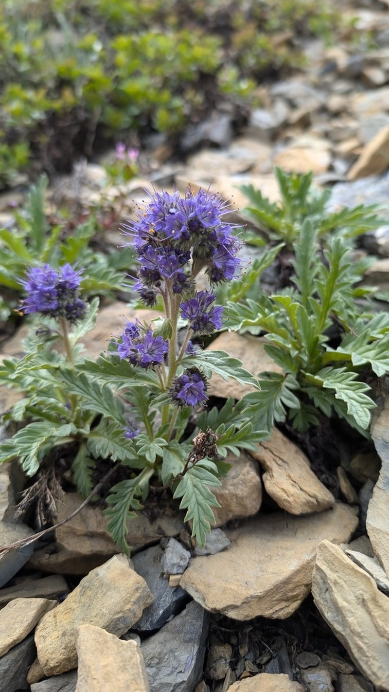 Alpine Phacelia photo 5